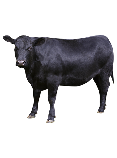 Büyükbaş Besi İşletmeciliği